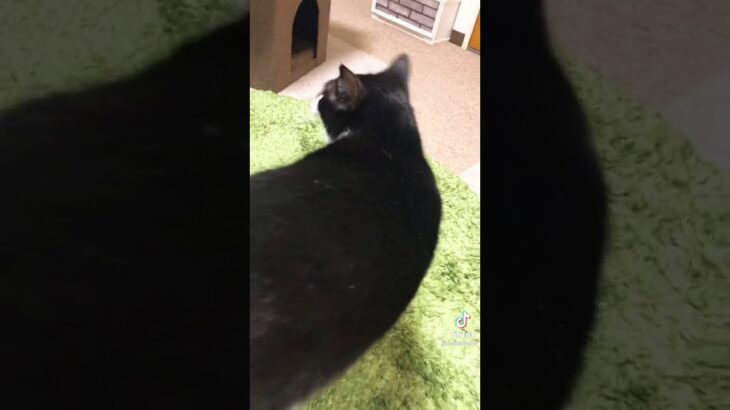 猫 可愛い 癒し ペット 凄い ヤバい 犬 動物 モンスト ポケモン 妖怪ウォッチ