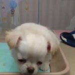 【超絶かわいい子犬】