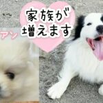 【報告】可愛いポメラニアン子犬に運命的に出会ってしまった！家族になります。