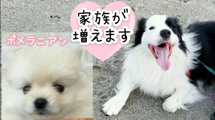 【報告】可愛いポメラニアン子犬に運命的に出会ってしまった！家族になります。