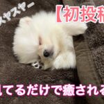 【初投稿】ポメラニアンの子犬を飼い始めました！寝顔天使！