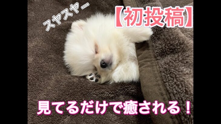 【初投稿】ポメラニアンの子犬を飼い始めました！寝顔天使！