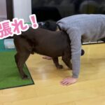 おバカ犬が応援(邪魔)してくれる癒され筋トレ講座　ラブラドールレトリバー