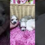 👑プレミアムデザイン犬　小さくて可愛い姉妹😍