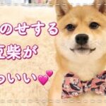 【豆柴・あごのせ】ハートにあごのせする子犬がかわいい♡犬芸