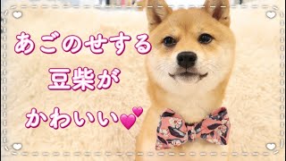 【豆柴・あごのせ】ハートにあごのせする子犬がかわいい♡犬芸