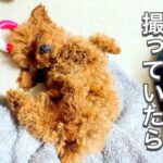 【衝撃】子犬との可愛いお昼寝の時間が恐怖の時間へと変わる【トイプードル】