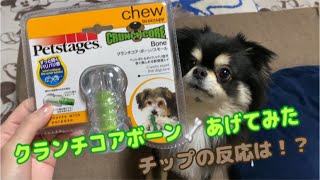 【癒し】クランチコアボーンをあげてみた