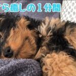 【子犬】宇宙一かわいいと言われる寝顔をご覧ください（笑）