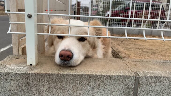 犬居たらそりゃ撮るよね。