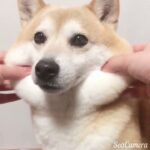 癒し　もっちもちすぎる犬