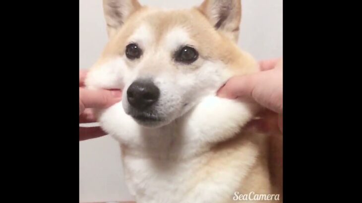 癒し　もっちもちすぎる犬