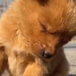 眠いのを我慢してコックリする可愛い子犬