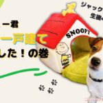 可愛いすぎ！初めてペットハウスをもらった子犬の反応【ジャックラッセルテリアのマシュー君】