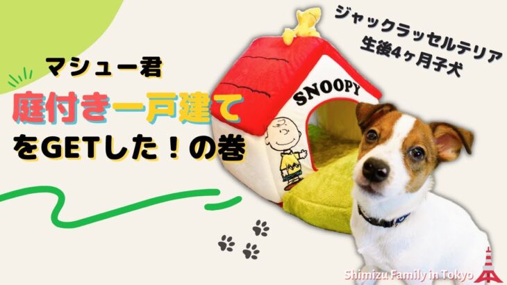 可愛いすぎ！初めてペットハウスをもらった子犬の反応【ジャックラッセルテリアのマシュー君】