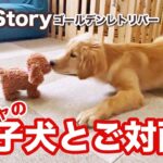 オモチャの子犬にごあいさつ！？ゴールデンレトリバーの反応が可愛い♡