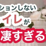 【ポメラニアン 子犬】トイレを変えたら、成功率がアップ！？｜ふわもこな犬猫兄弟