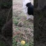 可愛い動物対戦　犬対ハリネズミ