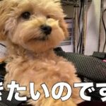 🐶『トリミング』言葉を理解した子犬の反応が可愛い【トイプードル（マルプー）のモコちゃん】