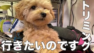 🐶『トリミング』言葉を理解した子犬の反応が可愛い【トイプードル（マルプー）のモコちゃん】