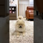 犬の動画#可愛い犬