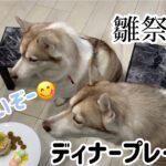 ハスキー犬姉妹。雛祭りディナーでパパ本気出してみた🤗👍