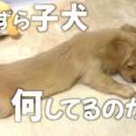 子犬の可愛いいたずら。カーペットに無我夢中。