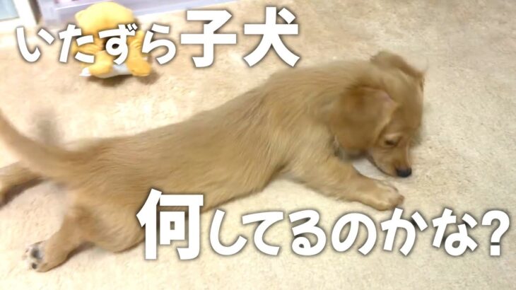 子犬の可愛いいたずら。カーペットに無我夢中。