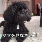 犬が いたずらをして怒られる姿が可愛い ^^【 トイプードル 】