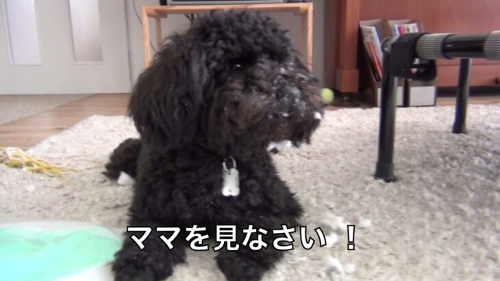 犬が いたずらをして怒られる姿が可愛い ^^【 トイプードル 】