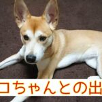 チャコちゃんとの出会いについて🍀保護犬チャコちゃん