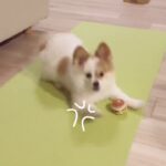 【究極の癒し犬】ポメパピちくわ/怒りver