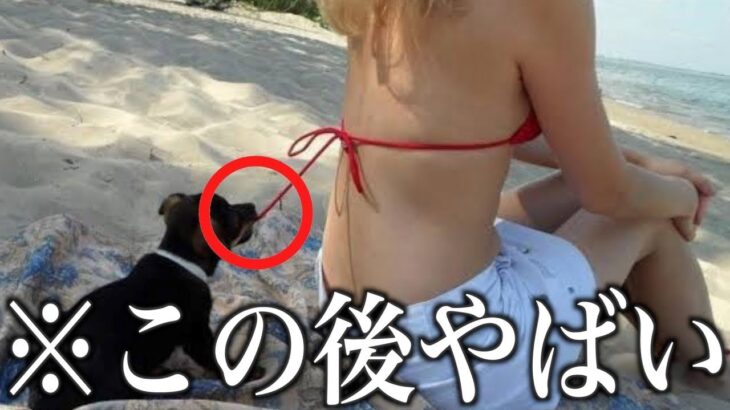 【神回】ツッコミどころ満載な動物おもしろ動画見ようぜwwwwww②【ハプニング集】【犬】【猫】猫を切ることに対する猫の反応。