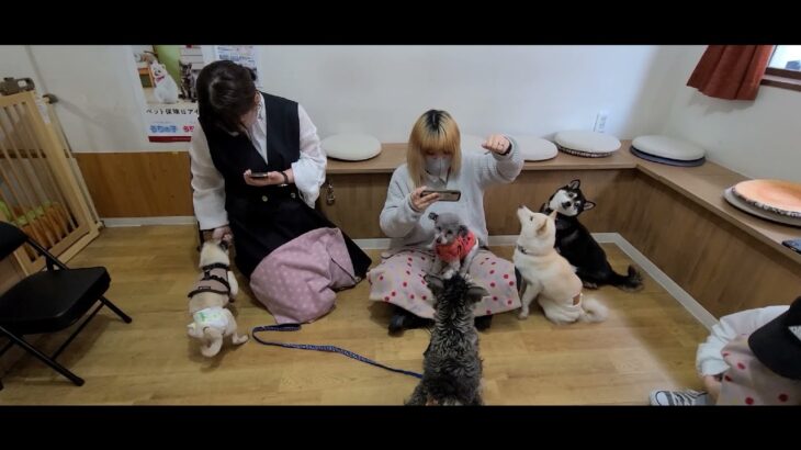 「癒し動物カフェ大阪」　ドッグトレーニング体験ができる大阪犬ふれ合いカフェドルボムです。　0675021221 #dog #rescue #殺処分ゼロ　#トレーニング活動