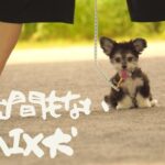 【癒し】1分動画！まるでぬいぐるみ。可愛いミックス犬