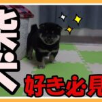 【柴犬】子犬　可愛い　生後2か月　海外　SHIBAINU