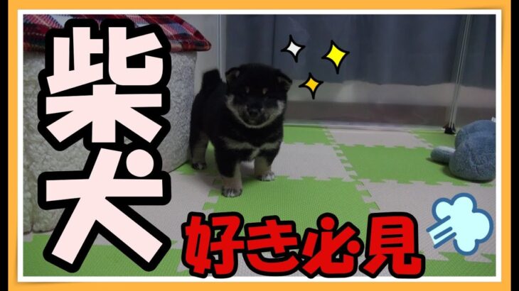 【柴犬】子犬　可愛い　生後2か月　海外　SHIBAINU