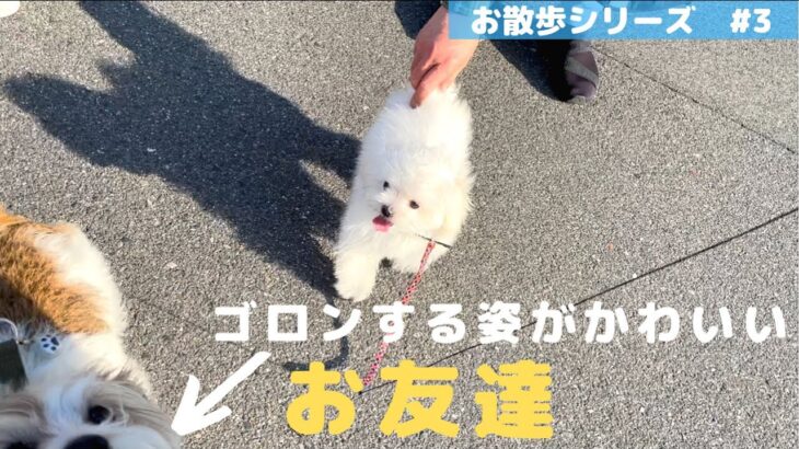 【マルチーズ子犬】お散歩シリーズ#3〜ゴロンする姿が可愛いお友達〜