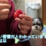 可愛いお顔でおねだりしてくる犬にいつも負けてしまいます。長太郎日記№73　マルチーズ×シーズーのミックス犬