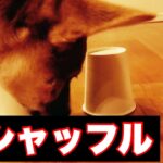 【癒し　ANIMAL】犬に餌シャッフルは見抜ける⁉︎