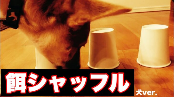 【癒し　ANIMAL】犬に餌シャッフルは見抜ける⁉︎