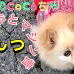 【ポメラニアン】小型犬・癒し犬動画・ポメのCoCoチャンネル、近所の散歩とマシン音 んっ