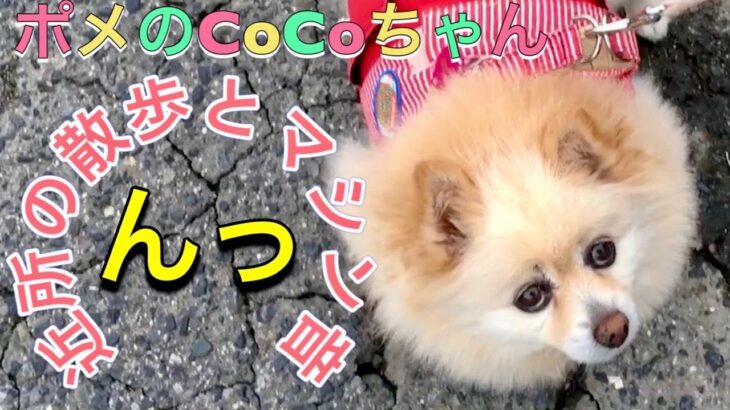 【ポメラニアン】小型犬・癒し犬動画・ポメのCoCoチャンネル、近所の散歩とマシン音 んっ