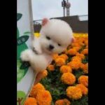 かわいい子犬  | 귀여운 강아지 | Cute Puppies Doing Funny Things | Cutest and Funniest Puppies #21