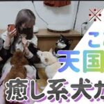 【犬ふれ合いカフェDolbom】※注目　癒し系犬ふれ合いカフェ大阪　トレーニング体験できるドッグカフェ　　　#dog ＃puppy #pet  #rescue #osaka #犬  #イヌ