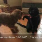 Hawaiian trombone “ゆらゆら”/music by Misaki＃トイプードル#犬猫#癒し#healingmusic#trombone#piano#animal#動物