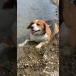 【セラピー犬】ビーグル犬の初めての温泉！？・・・　Healing/dog　癒し/犬　ビーグル　セラピー犬