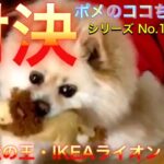 【ポメラニアン】小型犬・癒し犬動画・ポメのココちゃん、対決百獣の王IKEAライオン、ポメのココちゃん vs 百獣の王IKEAライオン、赤いチャンピオンベルト争奪戦