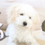 犬が絶対に首を傾げる音８選を聞かせてみたらこうなりました My Puppy’s reaction to 8 dog tilting head sounds 【トイプードルのルナ】【アメリカ生活】