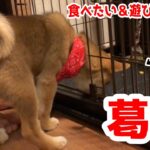 遊びたいけどおやつも食べたい葛藤する犬が可愛いすぎる/The little Bunny & Japanese puppy Shiba inu